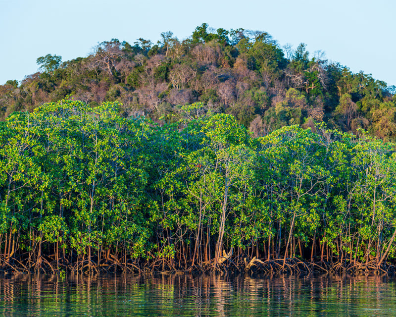 Conservation International