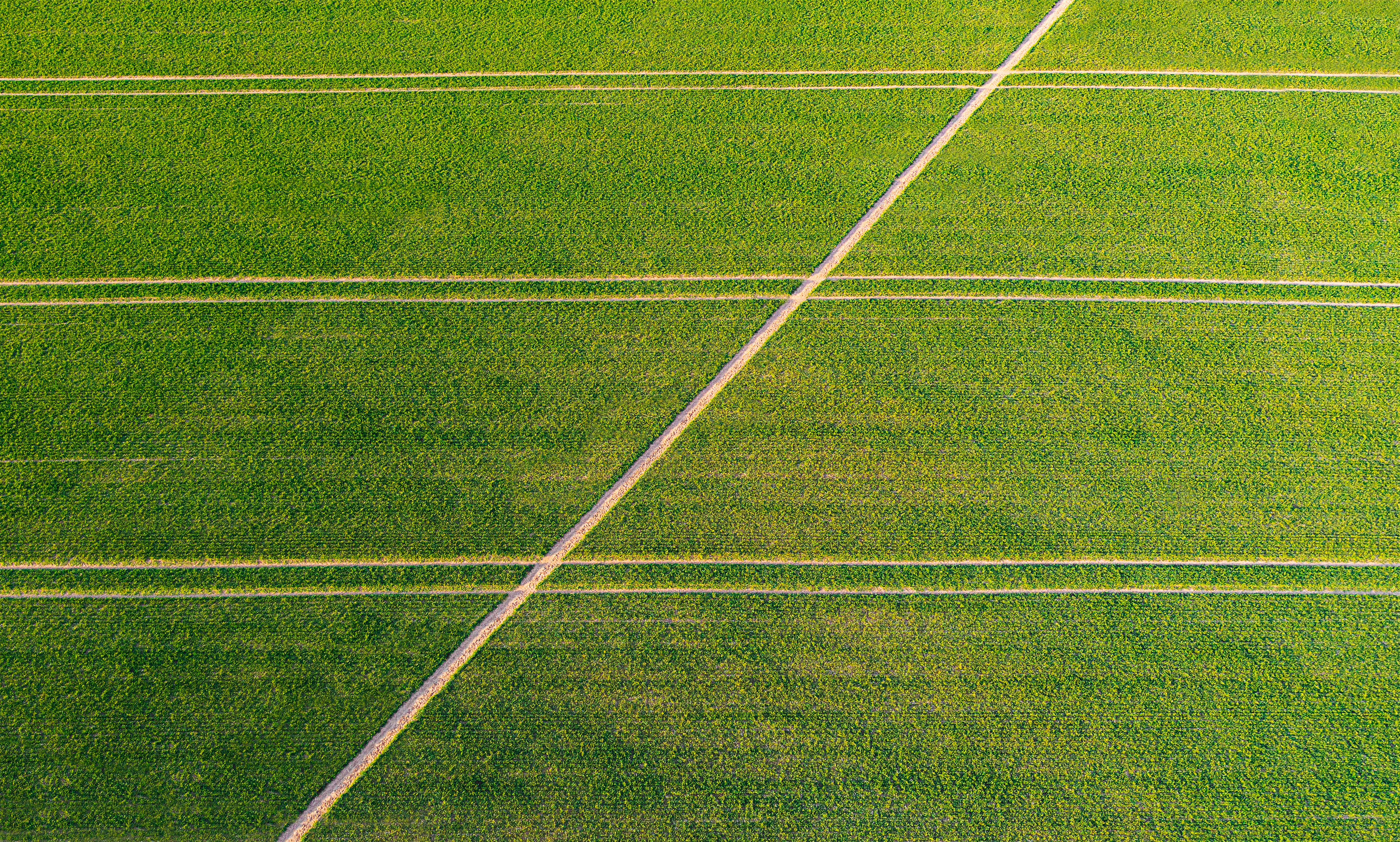 Field_High