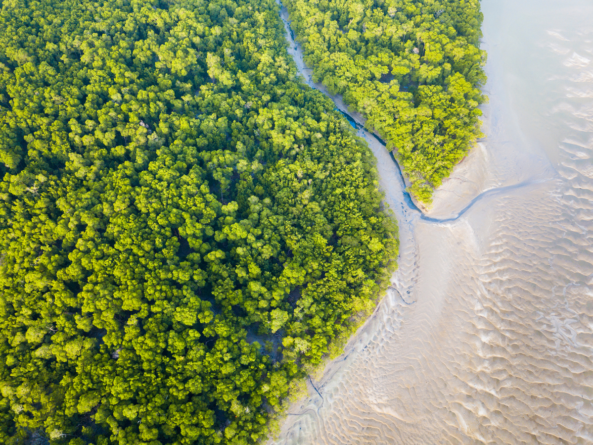 Aerial View Of River And Trees In Amazon