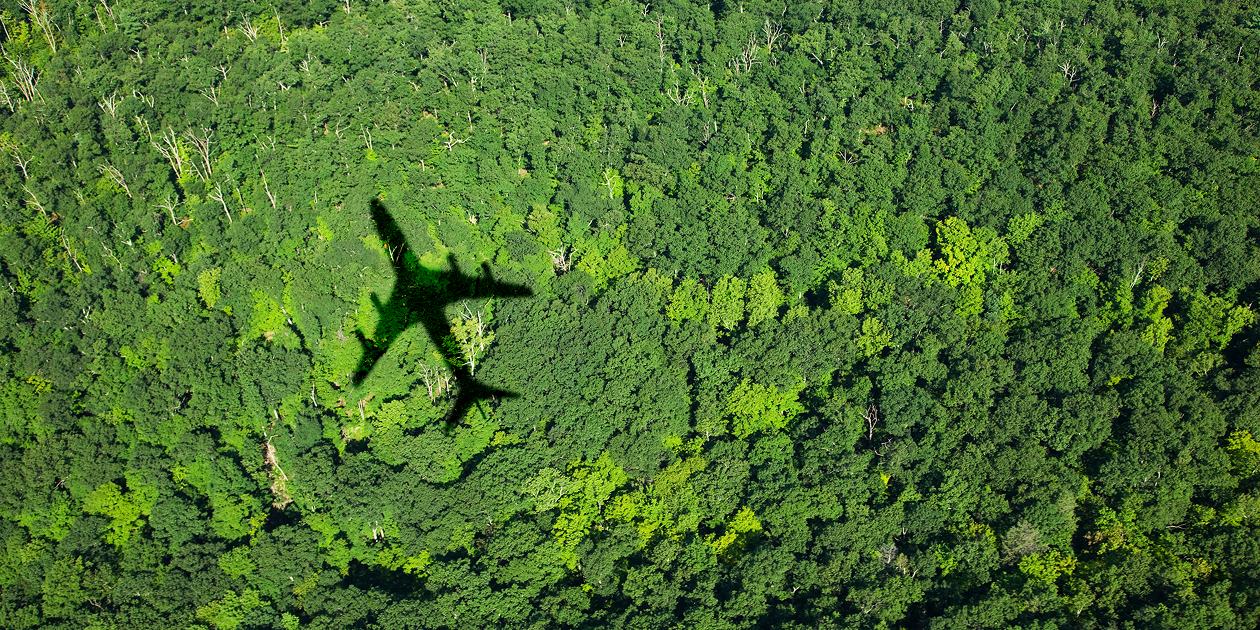 airplane forrest